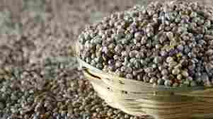 Pearl Millet 1kg