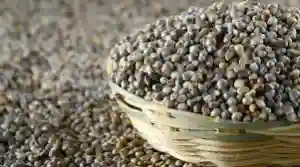 Pearl Millet 1kg
